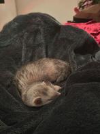 Ferret (man), Dieren en Toebehoren, Augustus, Mannelijk