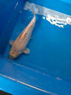 Japanse koi, Dieren en Toebehoren, Vissen | Vijvervissen, Karper of Koi