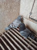 Postduiven, koppel Jongen, Meerdere dieren, Postduif