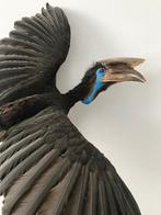 taxidermy, Verzamelen, Dierenverzamelingen, Ophalen, Zo goed als nieuw, Vogel, Opgezet dier