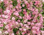Zaden gipskruid roze - Gypsophila repens, Verzenden, Zomer, Overige soorten, Volle zon