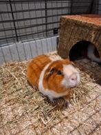 U.S Teddy cavia's tekoop, Dieren en Toebehoren, Knaagdieren, Cavia, April, Mannelijk, Tam
