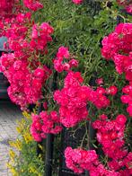 Klim Rooz  €5, Ophalen of Verzenden, Overige soorten, Volle zon