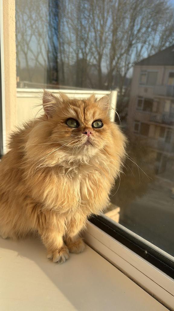 Britse Langhaar kater beschikbaar – Dekking €250, Dieren en Toebehoren, Katten en Kittens | Raskatten | Langhaar, Kater