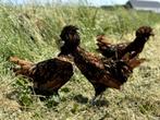 Kuifhoenders (Padua)verschillende kleuren, gesekst + ingeënt, Dieren en Toebehoren, Pluimvee, Vrouwelijk, Kip