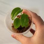 Monstera standleyana, Huis en Inrichting, Kamerplanten, Ophalen of Verzenden, Halfschaduw, Minder dan 100 cm