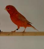 Te koop rood isabel poppen, Meerdere dieren, Kleurkanarie