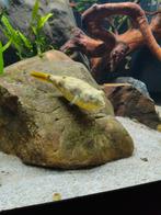 Tetraodon lineatus (fahaka), Vis, Zoetwatervis