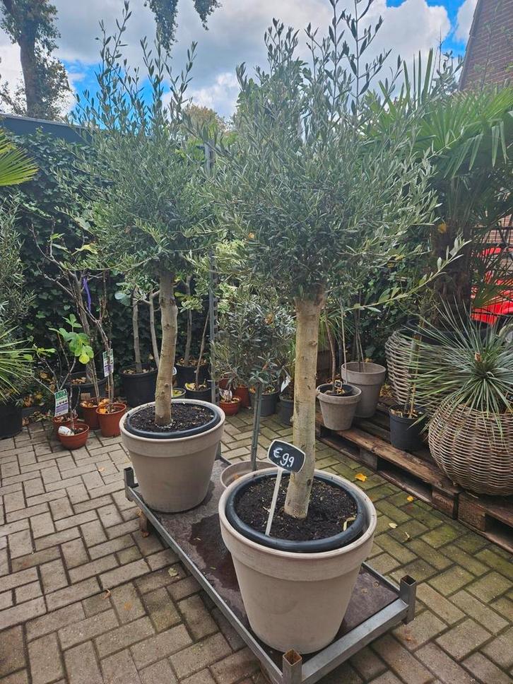 Olijfbomen diverse maten vanaf 90 euro, Tuin en Terras, Planten | Bomen, Olijfboom, 100 tot 250 cm, Volle zon, Zomer, In pot, Ophalen of Verzenden