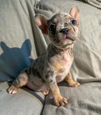 Knappe franse Bulldog pups, CDV (hondenziekte), 8 tot 15 weken, Bulldog, Meerdere