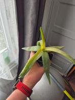 Aloë Vera plant, Ophalen, Overige soorten, Minder dan 100 cm