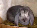 Gezocht! Franse hangoor voedster, Dieren en Toebehoren, Konijnen, Vrouwelijk, Groot, Hangoor