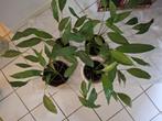 Te koop: Lepelplanten ( jonge stekken), Ophalen, Halfschaduw, In pot, Minder dan 100 cm