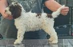 Lagotto Romagnolo-pup, 8 tot 15 weken, CDV (hondenziekte), Eén hond, Nederland