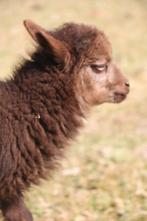 Ouessant dwergschaapjes, Meerdere dieren, Schaap, 0 tot 2 jaar