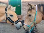Verzorgster gezocht, Dieren en Toebehoren, Ophalen of Verzenden, Zo goed als nieuw