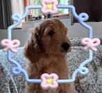 GOLDENDOODLE MEDIUM PUPS  F3 met  een super leuk karakter, Dieren en Toebehoren, Honden | Niet-rashonden, Nederland, CDV (hondenziekte)
