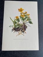 9 prenten  bloemen/planten 16,5x24 samen 17 euro aronskelk, Ophalen of Verzenden, Natuur en Biologie
