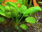 Anubias stek., Vis