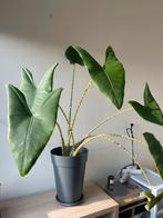 Alocasia Zebrina - Prachtige kamerplant, Huis en Inrichting, Kamerplanten, Ophalen, 100 tot 150 cm, Overige soorten, Halfschaduw
