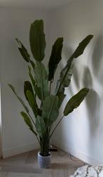 Silk Ka Strelitzia Nicolai (Paradijsvogelplant) 220 cm, Huis en Inrichting, Ophalen