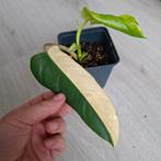 Philodendron Domesticum variegata, Ophalen of Verzenden, Overige soorten, Minder dan 100 cm