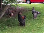 Brahma, Dieren en Toebehoren, Pluimvee, Mannelijk, Kip