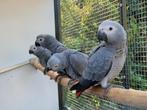 Lieve jongen grijze roodstaart papegaaien, Dieren en Toebehoren, Vogels | Parkieten en Papegaaien, Meerdere dieren, Papegaai, Tam