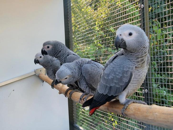 Lieve jongen grijze roodstaart papegaaien, Dieren en Toebehoren, Vogels | Parkieten en Papegaaien, Papegaai, Meerdere dieren, Tam