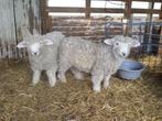 2 Devon&Cornwall  Lieve Stamboek  RamLammeren 1Gereserveerd, Mannelijk, Schaap, 0 tot 2 jaar