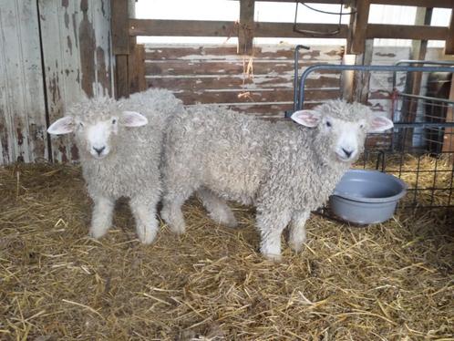2 Devon&Cornwall  Lieve Stamboek  RamLammeren 1Gereserveerd, Dieren en Toebehoren, Schapen, Geiten en Varkens, Schaap, Mannelijk