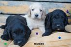 Sportieve kruising bocker x labradoodle pups., Nederland, Overige rassen, 8 tot 15 weken, CDV (hondenziekte)