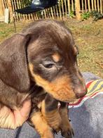 Teckel pups, Dieren en Toebehoren, Standaard, Rabiës (hondsdolheid), Reu, 8 tot 15 weken