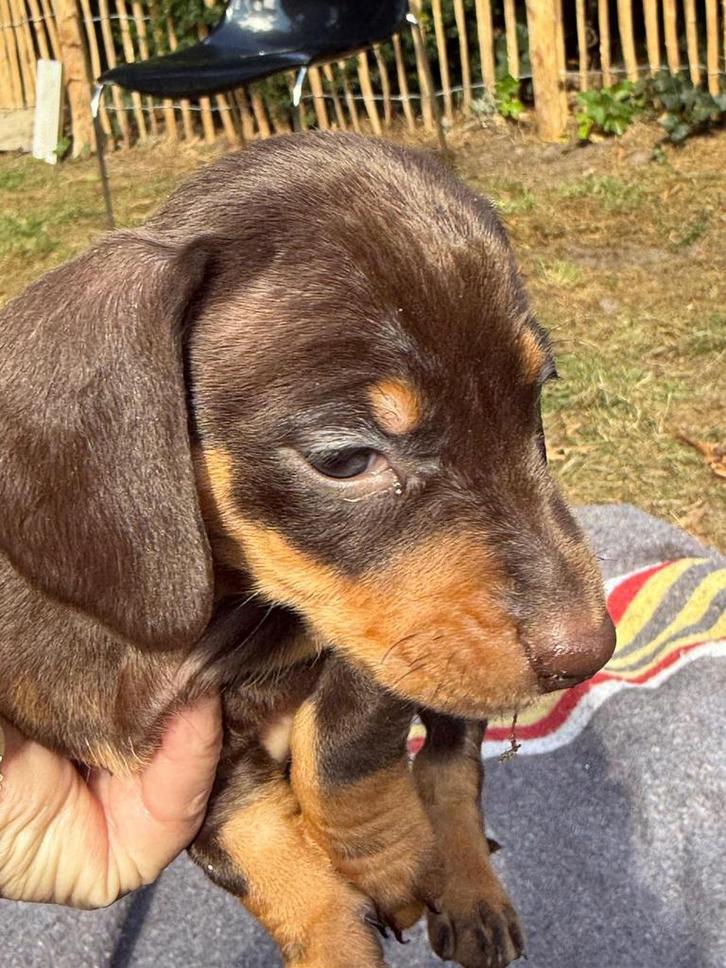 Teckel pups, Dieren en Toebehoren, Honden | Teckels en Dashonden, Reu, Korthaar, Standaard, Particulier, Meerdere, Nederland, 8 tot 15 weken