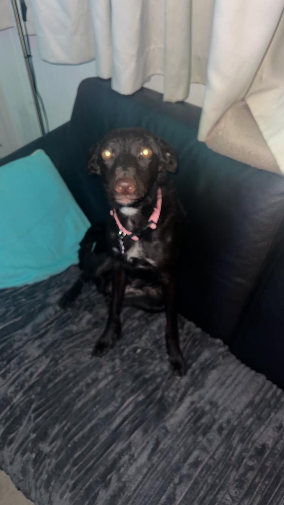 Te koop/ herplaatsing Liefdevolle Sky, Dieren en Toebehoren, Overige Dieren, Vrouwelijk, Mei