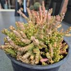 Orbea Stapelia aasbloem, Tuin en Terras, Bloembakken en Plantenbakken, Minder dan 30 cm, Minder dan 60 cm, Rond, Ophalen of Verzenden