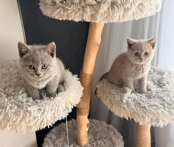 100% britse korthaar  beschikbaar voor biedingen