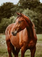 Toekomstig sportpaard: Up van 't ParadijsxNumero Uno, Dieren en Toebehoren, Paarden, Springpaard, Gechipt, Ruin, 0 tot 2 jaar