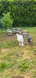 Brahma, Dieren en Toebehoren, Pluimvee, Meerdere dieren, Kip