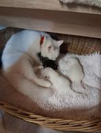 Kittens, Dieren en Toebehoren, Ophalen