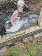 Duitse reus Ram, Dieren en Toebehoren, Konijnen, Mannelijk, Groot
