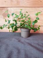 Kamerplant Ficus pumila, Ophalen, Ficus, Minder dan 100 cm