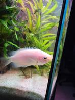 zoenvis 10cm te koop aangeboden scholenvis, Dieren en Toebehoren, Vissen | Aquariumvissen, Vis, Zoetwatervis, Schoolvis