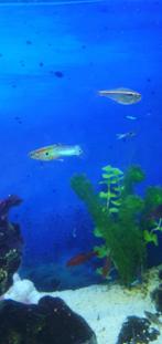 Endler Japan Blue variatie, Vis