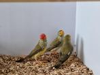 Binsenastrilde roodkop | veel keuze uit tropische vogels