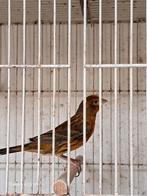 Roodmus xkanarie, Dieren en Toebehoren, Vogels | Overige Vogels, Meerdere dieren, Tropenvogel