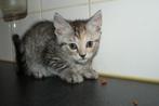 Kittens, 3 meisjes, Dieren en Toebehoren, Katten en Kittens | Overige Katten, Poes, Kortharig, 0 tot 2 jaar