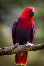 Opzoek naar een edel pop, Dieren en Toebehoren, Vogels | Parkieten en Papegaaien, Vrouwelijk, Papegaai, Geringd