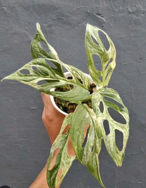 Monstera indonesian marble stekjes, Huis en Inrichting, Kamerplanten, Overige soorten, Minder dan 100 cm, Ophalen of Verzenden