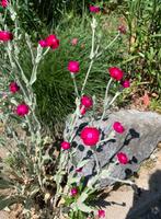 Prikneus ( Silene coronaria) planten goed geworteld., Zomer, Ophalen of Verzenden, Volle zon